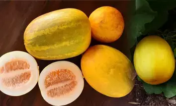 చేదు దోసకాయలు దుష్పలితాలు చేదు దోసకాయలు దుష్పలితాలు