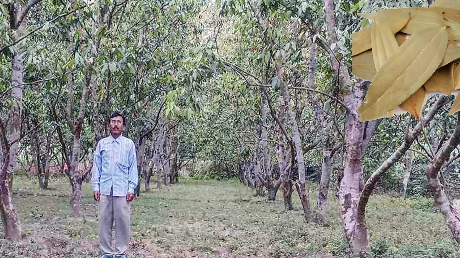 మన్యంలో సిరులు కురిపిస్తున్న బిర్యానీ ఆకులు