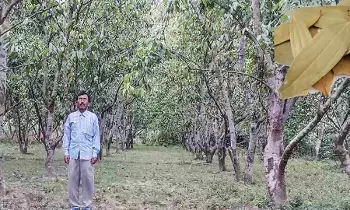 మన్యంలో సిరులు కురిపిస్తున్న బిర్యానీ ఆకులు మన్యంలో సిరులు కురిపిస్తున్న బిర్యానీ ఆకులు