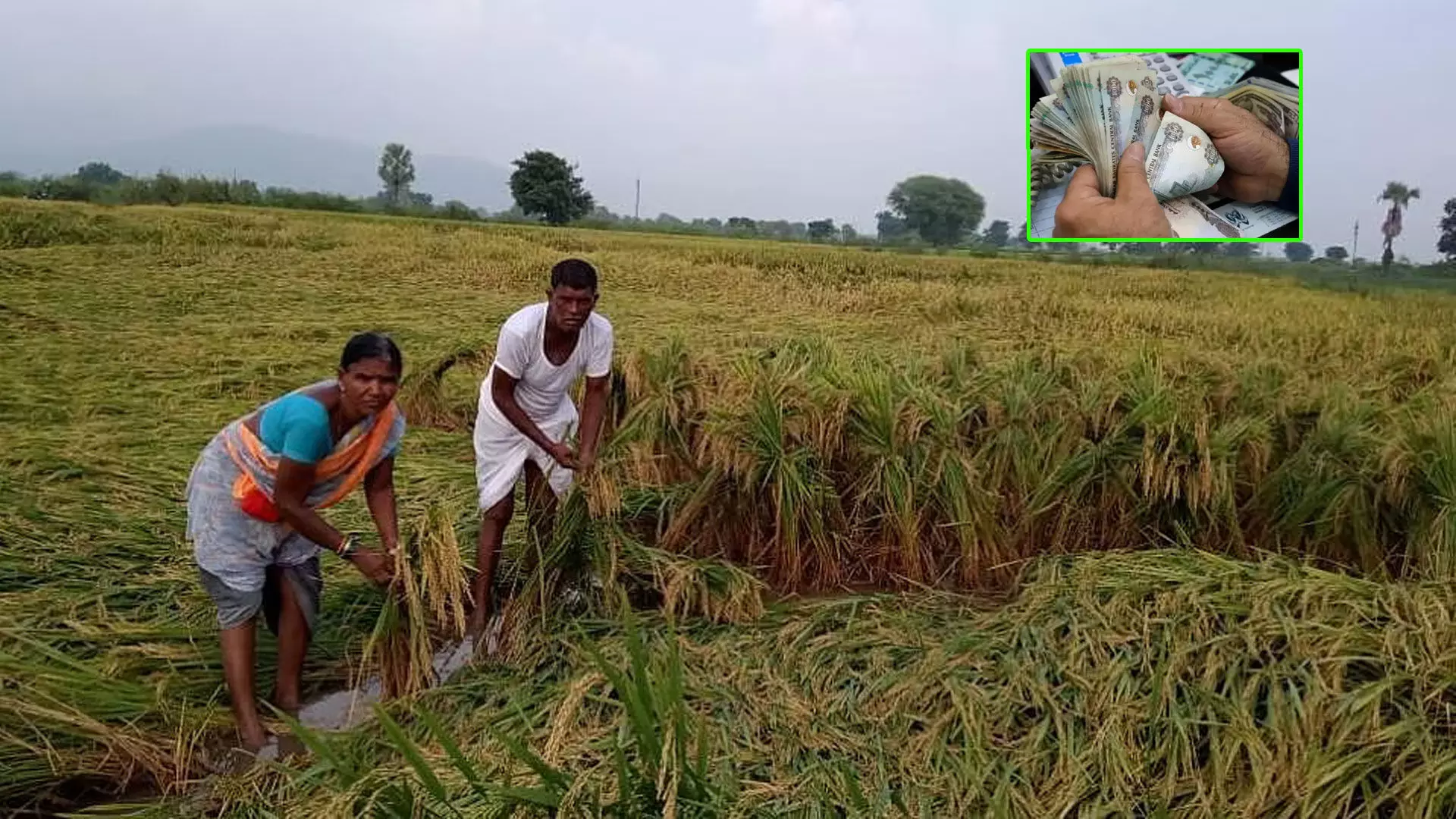 పంట నష్టపరిహారం నిధుల విడుదల పంట నష్టపరిహారం నిధుల విడుదల