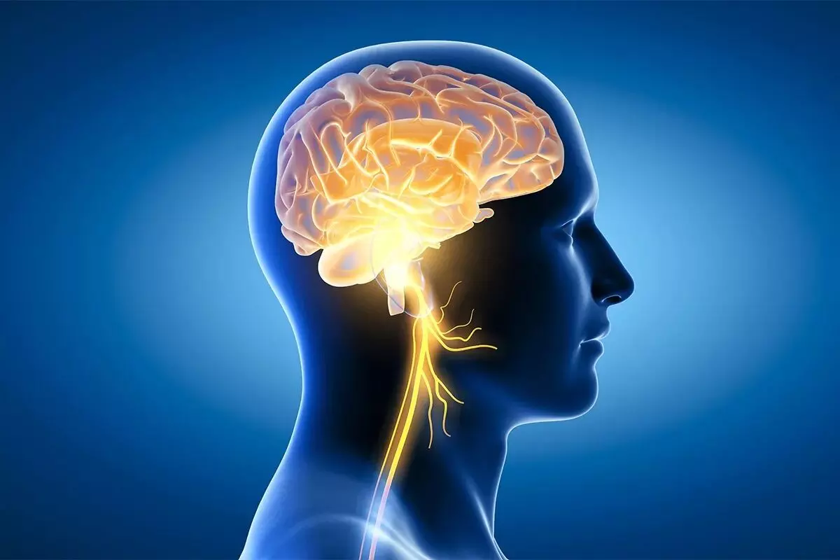 Health: మెదడు బాగా పనిచేయాలంటే ఇవి అస్సలు తినొద్దు Health: మెదడు బాగా పనిచేయాలంటే ఇవి అస్సలు తినొద్దు