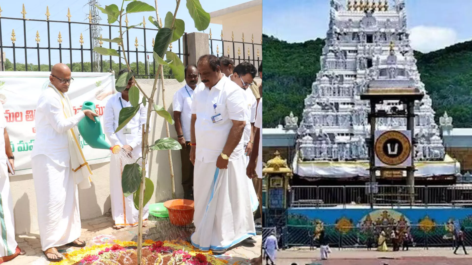 తిరుమలలో 80 శాతం పచ్చదనాన్ని పెంచుతాం టీటీడీ అదనపు ఈవో తిరుమలలో 80 శాతం పచ్చదనాన్ని పెంచుతాం టీటీడీ అదనపు ఈవో