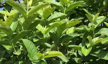 Health: జామ ఆకులు తినడం వల్ల ఎన్ని లాభాలో తెలుసా? Health: జామ ఆకులు తినడం వల్ల ఎన్ని లాభాలో తెలుసా?