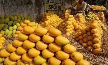 Health: మామిడి పండ్లు తింటే ఇన్ని ప్రయోజనాలా? Health: మామిడి పండ్లు తింటే ఇన్ని ప్రయోజనాలా?