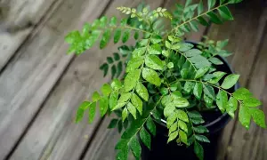 Health:కరివేపాకు మొక్కను ఇంట్లో పెంచుకోవచ్చా? Health:కరివేపాకు మొక్కను ఇంట్లో పెంచుకోవచ్చా?