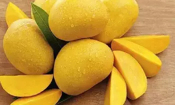 Mango Exports : మామిడి ఎగుమతుల్లో భారత్ ఎందుకు వెనుకబడుతోంది?.. అంబానీ దాన్ని అధిగమిస్తారా ? Mango Exports : మామిడి ఎగుమతుల్లో భారత్ ఎందుకు వెనుకబడుతోంది?.. అంబానీ దాన్ని అధిగమిస్తారా ?