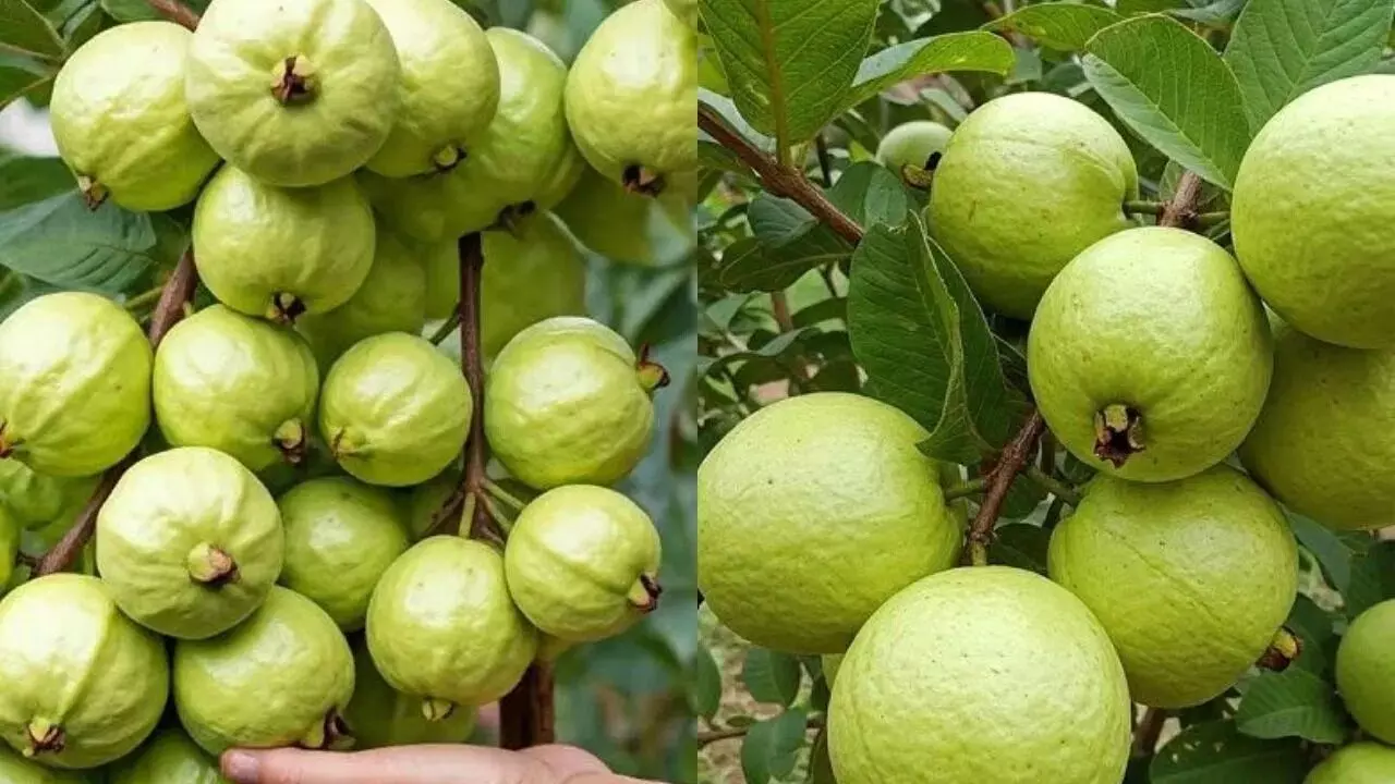 Health: జామ చెట్టుకు పండ్లు ఎక్కువ రావాలంటే ఇలా చేయండి.. Health: జామ చెట్టుకు పండ్లు ఎక్కువ రావాలంటే ఇలా చేయండి..