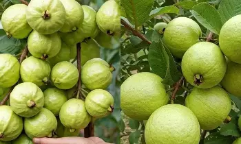 Health: జామ చెట్టుకు పండ్లు ఎక్కువ రావాలంటే ఇలా చేయండి.. Health: జామ చెట్టుకు పండ్లు ఎక్కువ రావాలంటే ఇలా చేయండి..