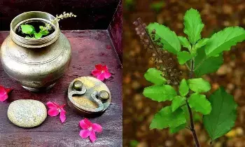 Tulsi Leaves: చనిపోయిన వారి నోటిలో గంగా జలం-తులసి ఆకులు ఎందుకు వేస్తారు? Tulsi Leaves: చనిపోయిన వారి నోటిలో గంగా జలం-తులసి ఆకులు ఎందుకు వేస్తారు?