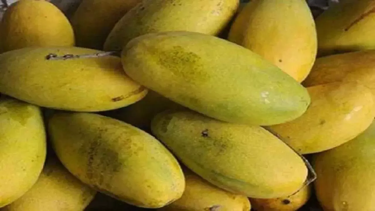 Dasheri Mango : సౌదీ అరేబియాకు మన మామిడి తెగనచ్చిందట.. భారీగా డిమాండ్ Dasheri Mango : సౌదీ అరేబియాకు మన మామిడి తెగనచ్చిందట.. భారీగా డిమాండ్