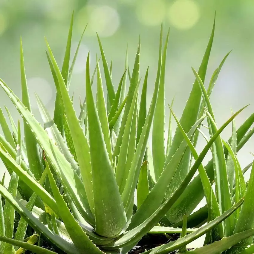 Aloe Vera or Malai: కలబంద లేదా మలయ్..మెరిసే చర్మానికి ఏది మంచిది? Aloe Vera or Malai: కలబంద లేదా మలయ్..మెరిసే చర్మానికి ఏది మంచిది?
