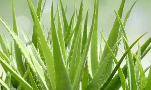 Aloe Vera or Malai: కలబంద లేదా మలయ్..మెరిసే చర్మానికి ఏది మంచిది? Aloe Vera or Malai: కలబంద లేదా మలయ్..మెరిసే చర్మానికి ఏది మంచిది?