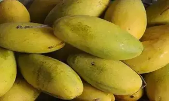 Dasheri Mango : సౌదీ అరేబియాకు మన మామిడి తెగనచ్చిందట.. భారీగా డిమాండ్ Dasheri Mango : సౌదీ అరేబియాకు మన మామిడి తెగనచ్చిందట.. భారీగా డిమాండ్