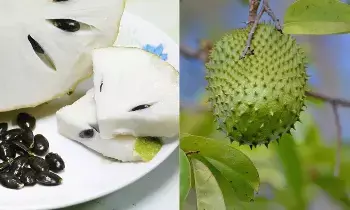 Eliminate Cancer: ఈ పండు తింటే క్యాన్సర్‌ మాయం