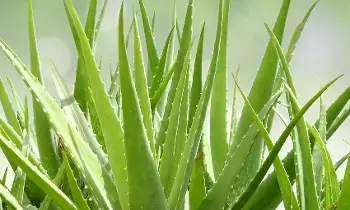 Aloe Vera or Malai: కలబంద లేదా మలయ్..మెరిసే చర్మానికి ఏది మంచిది? Aloe Vera or Malai: కలబంద లేదా మలయ్..మెరిసే చర్మానికి ఏది మంచిది?
