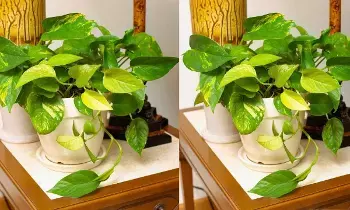 Money Plant : ఇంట్లో మనీ ప్లాంట్..? ఈ తప్పులు అస్సలు చేయొద్దు