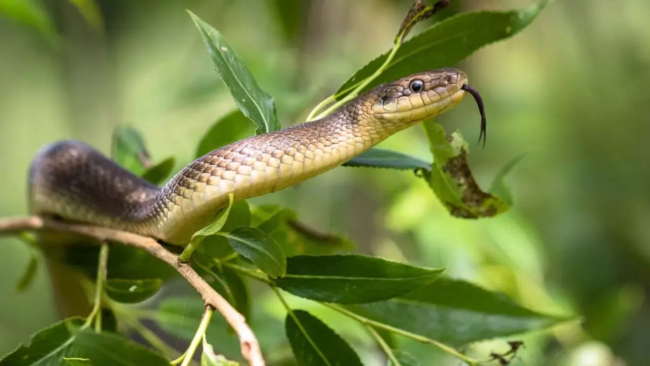 Snakes: వర్షాకాలంలో పాములు అతిపెద్ద సమస్య Snakes: వర్షాకాలంలో పాములు అతిపెద్ద సమస్య