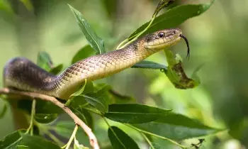 Snakes: వర్షాకాలంలో పాములు అతిపెద్ద సమస్య Snakes: వర్షాకాలంలో పాములు అతిపెద్ద సమస్య