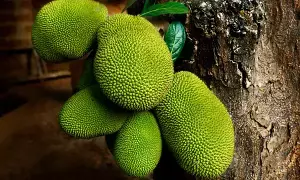 Jackfruits: పనసకాయలు ఏ దేశంలో ఎక్కువగా పండుతుందో తెలుసా? Jackfruits: పనసకాయలు ఏ దేశంలో ఎక్కువగా పండుతుందో తెలుసా?
