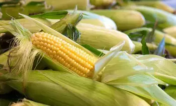 Sweet Corn: వర్షాకాలంలో స్వీట్ కార్న్ తినడం మంచిదేనా? Sweet Corn: వర్షాకాలంలో స్వీట్ కార్న్ తినడం మంచిదేనా?