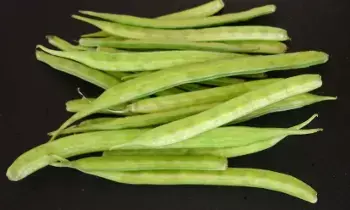Vegetable: రెయిన్ సీజన్.. ఈ కూరగాయ తినండి! Vegetable: రెయిన్ సీజన్.. ఈ కూరగాయ తినండి!