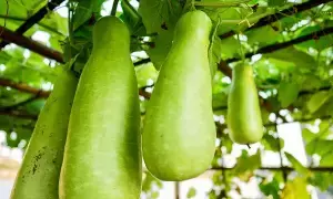 Avoid Bottle Gourd: ఈ ఆరోగ్య సమస్యలు ఉన్నవారు సొరకాయను తినొద్దు.. ఎందుకంటే..? Avoid Bottle Gourd: ఈ ఆరోగ్య సమస్యలు ఉన్నవారు సొరకాయను తినొద్దు.. ఎందుకంటే..?