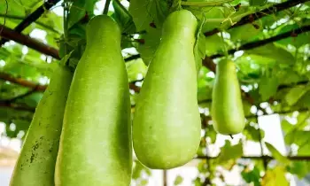 Avoid Bottle Gourd: ఈ ఆరోగ్య సమస్యలు ఉన్నవారు సొరకాయను తినొద్దు.. ఎందుకంటే..? Avoid Bottle Gourd: ఈ ఆరోగ్య సమస్యలు ఉన్నవారు సొరకాయను తినొద్దు.. ఎందుకంటే..?