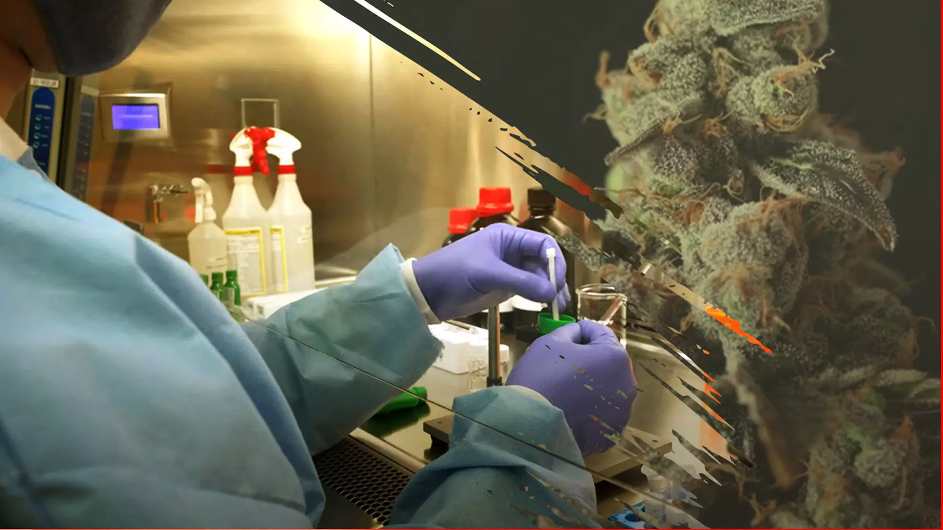 marijuana spot test గంజాయి నిర్మూలనకు పోలీసుల సరికొత్త వ్యూహం marijuana spot test గంజాయి నిర్మూలనకు పోలీసుల సరికొత్త వ్యూహం