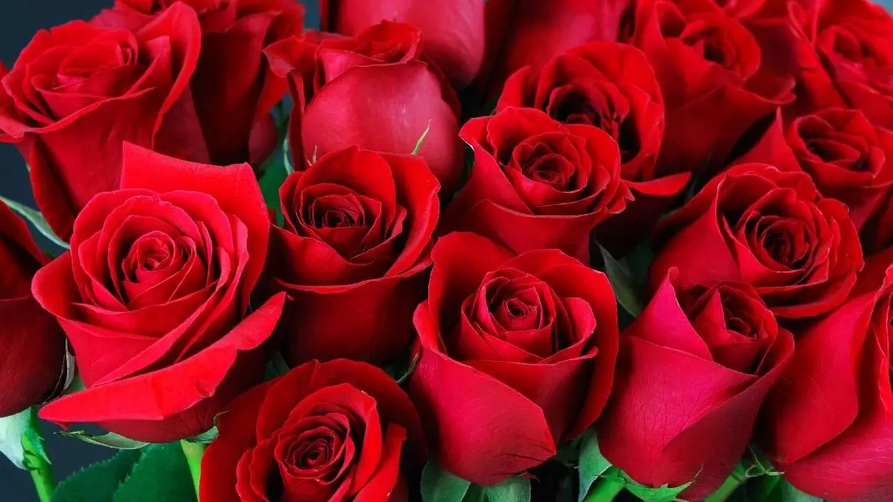 Planting a Rose at Home: ఇంట్లో గులాబీ మొక్కను ఏ వైపు నాటడం శుభప్రదం? Planting a Rose at Home: ఇంట్లో గులాబీ మొక్కను ఏ వైపు నాటడం శుభప్రదం?