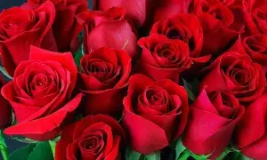 Planting a Rose at Home: ఇంట్లో గులాబీ మొక్కను ఏ వైపు నాటడం శుభప్రదం? Planting a Rose at Home: ఇంట్లో గులాబీ మొక్కను ఏ వైపు నాటడం శుభప్రదం?