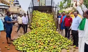 TOTAPURI MONGO : మామిడి కొనుగోళ్లలో ఫలితాలిస్తున్న ప్రభుత్వ చర్యలు TOTAPURI MONGO : మామిడి కొనుగోళ్లలో ఫలితాలిస్తున్న ప్రభుత్వ చర్యలు