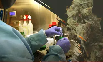 marijuana spot test గంజాయి నిర్మూలనకు పోలీసుల సరికొత్త వ్యూహం marijuana spot test గంజాయి నిర్మూలనకు పోలీసుల సరికొత్త వ్యూహం