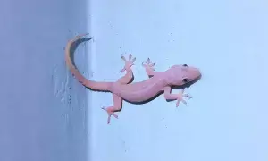 Lizard in God’s Room: దేవుని గదిలో బల్లి కనిపిస్తే ఏమవుతుంది..? మంచిదా చెడ్డదా? Lizard in God’s Room: దేవుని గదిలో బల్లి కనిపిస్తే ఏమవుతుంది..? మంచిదా చెడ్డదా?