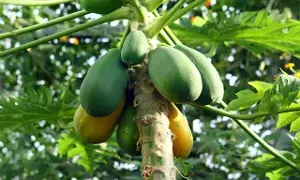 Lose Weight: బరువు తగ్గాలనుకుంటున్నారా..? పచ్చి బొప్పాయిని ఇలా తీసుకోండి Lose Weight: బరువు తగ్గాలనుకుంటున్నారా..? పచ్చి బొప్పాయిని ఇలా తీసుకోండి