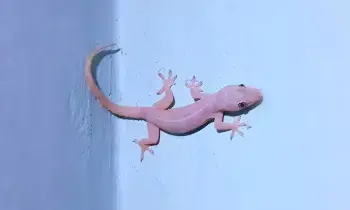 Lizard in God’s Room: దేవుని గదిలో బల్లి కనిపిస్తే ఏమవుతుంది..? మంచిదా చెడ్డదా? Lizard in God’s Room: దేవుని గదిలో బల్లి కనిపిస్తే ఏమవుతుంది..? మంచిదా చెడ్డదా?
