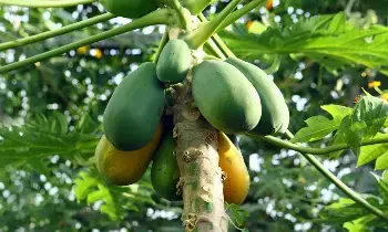 Lose Weight: బరువు తగ్గాలనుకుంటున్నారా..? పచ్చి బొప్పాయిని ఇలా తీసుకోండి Lose Weight: బరువు తగ్గాలనుకుంటున్నారా..? పచ్చి బొప్పాయిని ఇలా తీసుకోండి