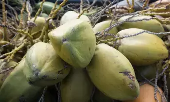 Coconut Trees : కొబ్బరి చెట్లు బాగా పెరగాలంటే ఈ చిట్కాలు ఉపయోగించండి Coconut Trees : కొబ్బరి చెట్లు బాగా పెరగాలంటే ఈ చిట్కాలు ఉపయోగించండి