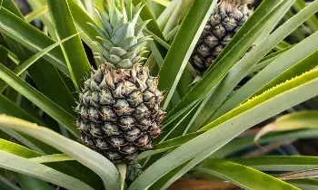 Heal Diseases with Pineapple: పైనాపిల్తో వ్యాధులు నయం.. క్యాన్సర్కు చెక్.. Heal Diseases with Pineapple: పైనాపిల్తో వ్యాధులు నయం.. క్యాన్సర్కు చెక్..