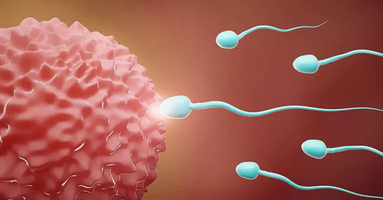 Increase Sperm Count Naturally: స్పెర్మ్ కౌంట్ పెంచుకోవడానికి ఏం చేయాలంటే? Increase Sperm Count Naturally: స్పెర్మ్ కౌంట్ పెంచుకోవడానికి ఏం చేయాలంటే?