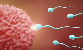 Increase Sperm Count Naturally: స్పెర్మ్ కౌంట్ పెంచుకోవడానికి ఏం చేయాలంటే? Increase Sperm Count Naturally: స్పెర్మ్ కౌంట్ పెంచుకోవడానికి ఏం చేయాలంటే?