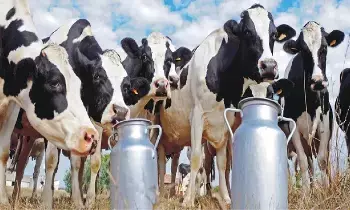 India US Trade Deal : మన పాలు, పెరుగు అమెరికాకు ఇస్తే.. లక్ష కోట్లు నష్టమట.. అది ఎలా ? India US Trade Deal : మన పాలు, పెరుగు అమెరికాకు ఇస్తే.. లక్ష కోట్లు నష్టమట.. అది ఎలా ?