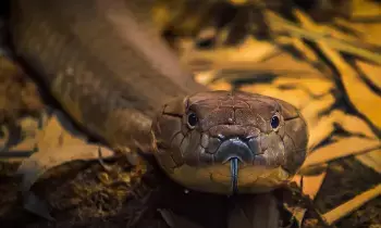 Snake Venom Antidote: పాము కాటుకు విరుగుడు ఎలా తయారు చేస్తారో తెలుసా..? Snake Venom Antidote: పాము కాటుకు విరుగుడు ఎలా తయారు చేస్తారో తెలుసా..?