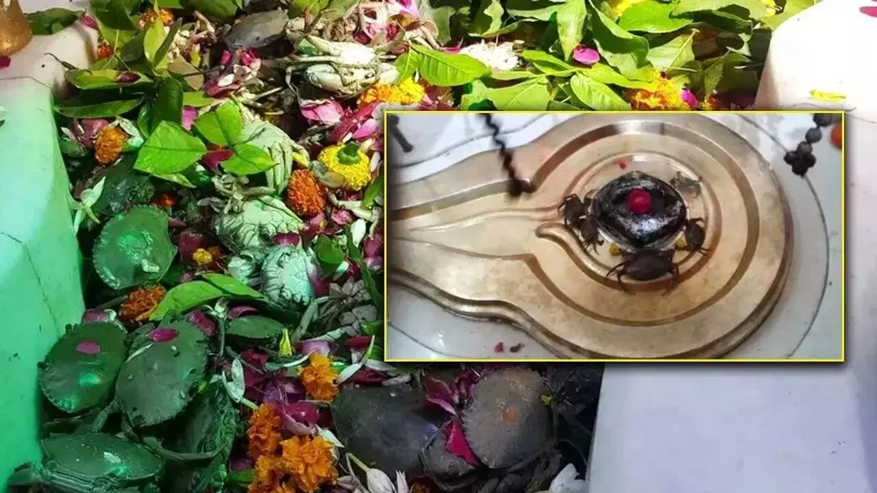 Whips to Lord Shiva: శివుడికి పీతలు సమర్పించే ఆలయం ఎక్కడుందో తెలుసా..? Whips to Lord Shiva: శివుడికి పీతలు సమర్పించే ఆలయం ఎక్కడుందో తెలుసా..?