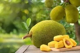 Jackfruit with Milk: పాలతో పనస పండును కలిపి తినవచ్చు Jackfruit with Milk: పాలతో పనస పండును కలిపి తినవచ్చు