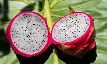 Weight Loss: డ్రాగన్ ఫ్రూట్ తింటే బరువు తగ్గుతారా..? Weight Loss: డ్రాగన్ ఫ్రూట్ తింటే బరువు తగ్గుతారా..?