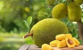 Jackfruit with Milk: పాలతో పనస పండును కలిపి తినవచ్చు Jackfruit with Milk: పాలతో పనస పండును కలిపి తినవచ్చు