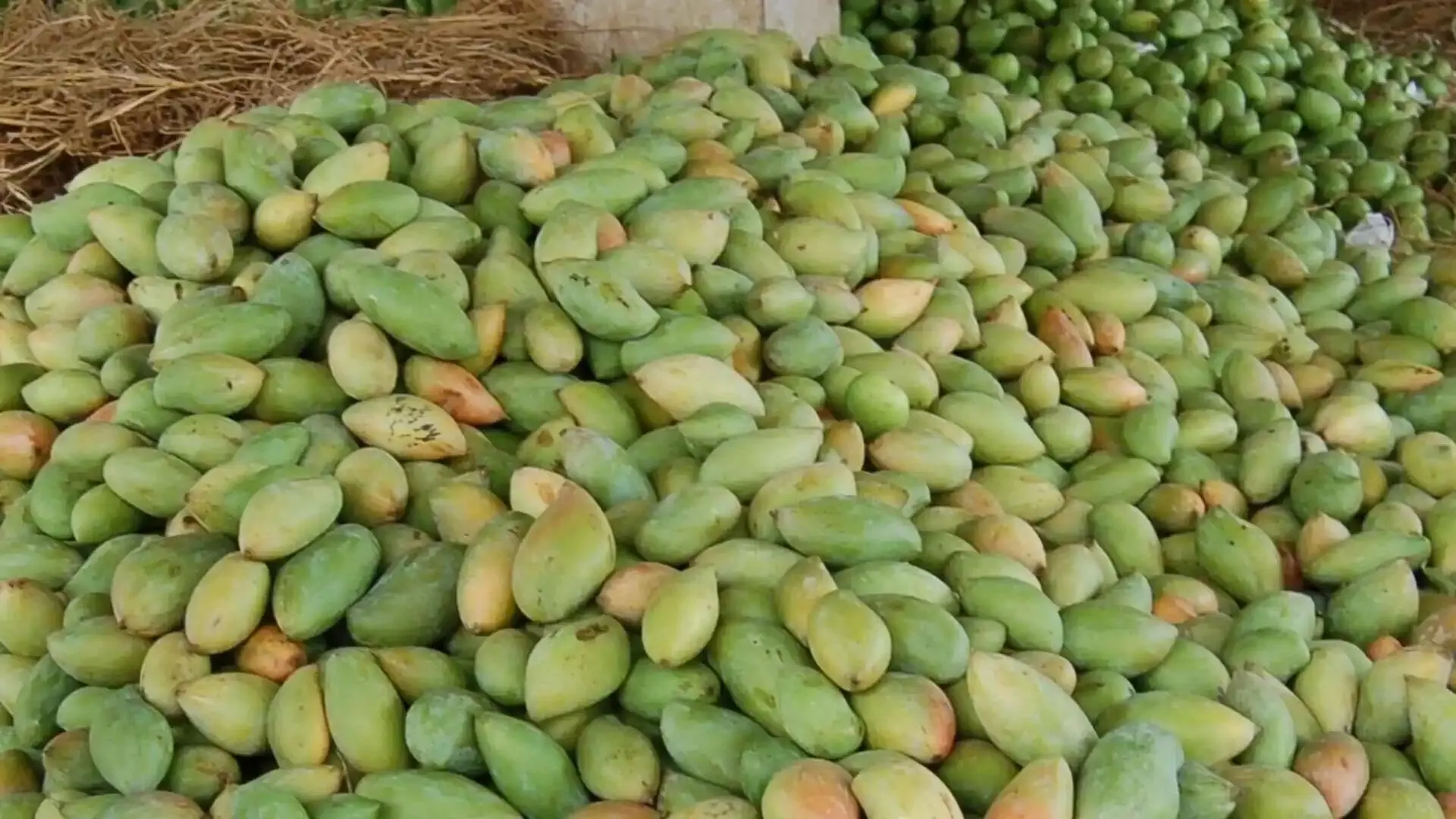 Totapuri Mango : తోతాపూరి మామిడి రైతులకు తీపికబురు Totapuri Mango : తోతాపూరి మామిడి రైతులకు తీపికబురు