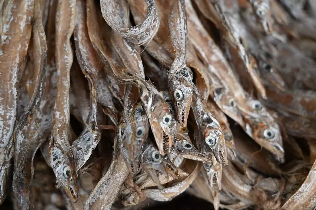 Eating Dry Fish: ఎండు చేపలు తింటే ఆరోగ్యానికి ఎంతో మేలు