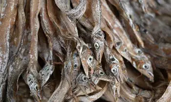 Eating Dry Fish: ఎండు చేపలు తింటే ఆరోగ్యానికి ఎంతో మేలు Eating Dry Fish: ఎండు చేపలు తింటే ఆరోగ్యానికి ఎంతో మేలు