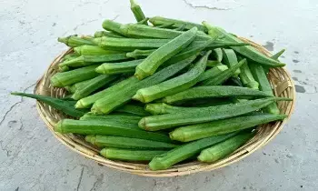 Health Benefits of Eating Okra: బెండకాయ తింటే ఏమవుతుంది.? Health Benefits of Eating Okra: బెండకాయ తింటే ఏమవుతుంది.?